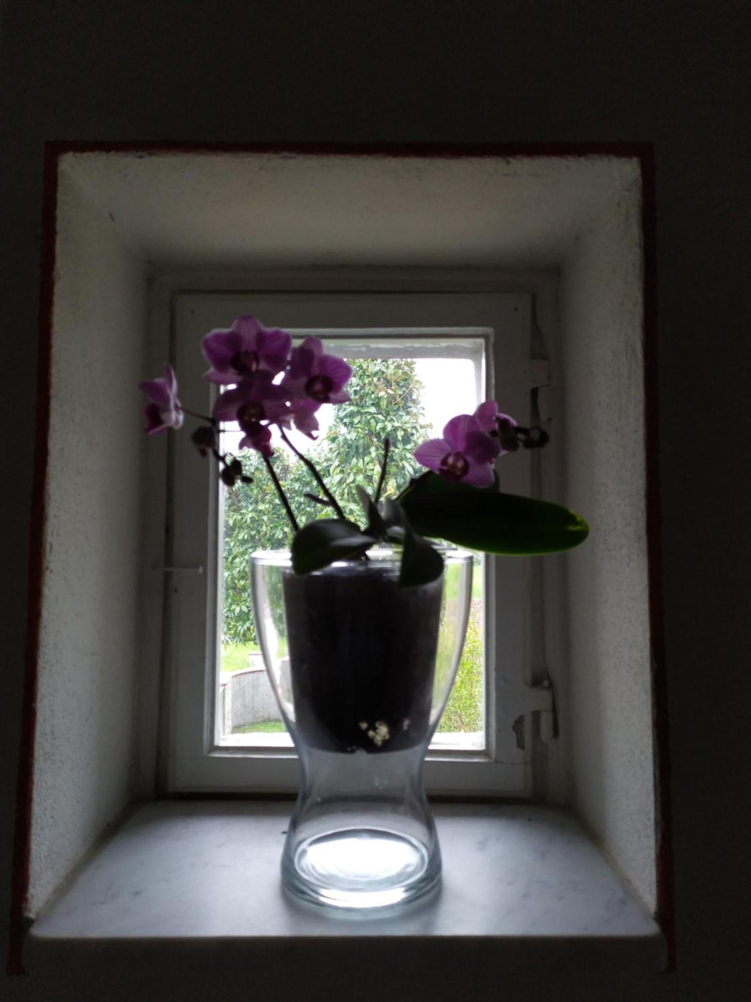 Le Rondini Di San Donato Bed & Breakfast Lucca Eksteriør bilde